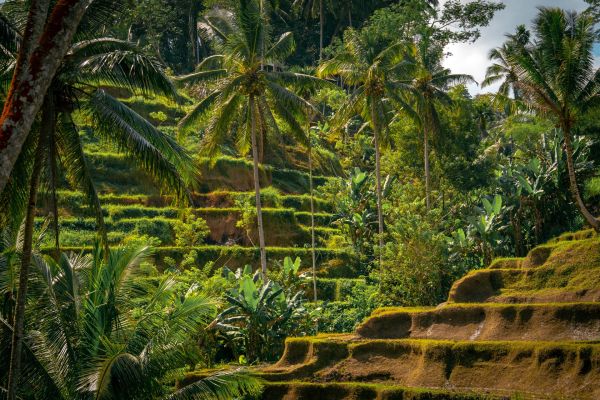 Comment organiser un séjour à Bali avec des cours de yoga et des visites de rizières en terrasse?