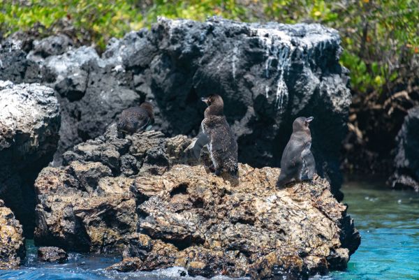 Quels conseils pour louer une maison de vacances en Équateur avec des excursions aux Galápagos et des cours de photographie de la faune?