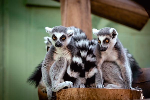 Quels sont les meilleurs spots pour observer les lémuriens à Madagascar?