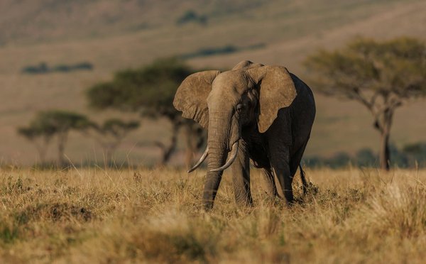 Où participer à un safari pour observer les éléphants en Tanzanie?